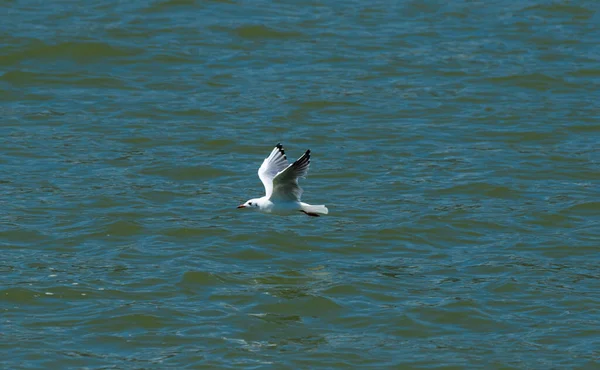 Parc National Lac Skadar Lis Nénuphars Dans Eau Journée Ensoleillée — Photo