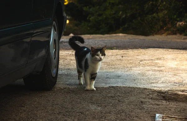 Tabby Vanha Kissa Leikkii Auringossa Retro Kuva Montenegrosta — kuvapankkivalokuva