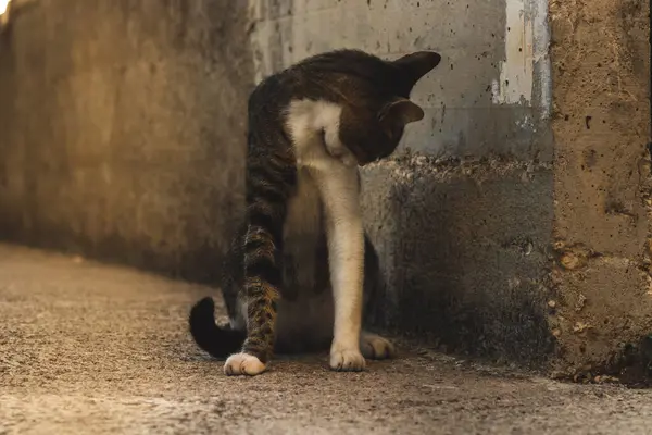 Tabby Παλιά Γάτα Παίζει Στον Ήλιο Ρετρό Φωτογραφία Από Μαυροβούνιο — Φωτογραφία Αρχείου
