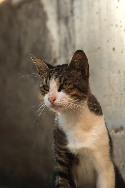 Tabby Velho Gato Jogando Sol Foto Retro Montenegro — Fotografia de Stock