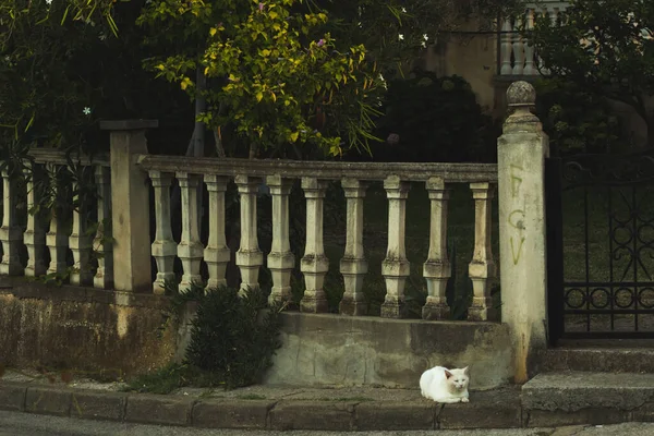 Tabby Vecchio Gatto Che Gioca Sole Foto Retrò Dal Montenegro — Foto Stock