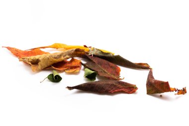 Renkli sonbahar yapraklarının sınır çerçevesi beyaz arkaplana izole düşüyor