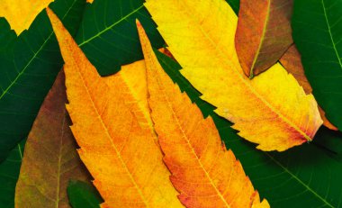 Renkli sonbahar yapraklarının sınır çerçevesi beyaz arkaplana izole düşüyor