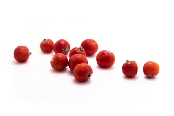 Czerwony Dojrzały Pęczek Łabędzia Zielonymi Liśćmi Łabędzia Białym Tle Jesienne — Zdjęcie stockowe