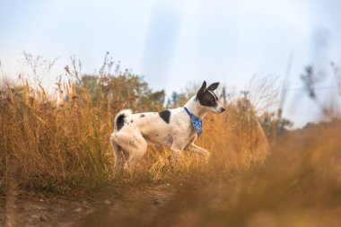 Köpek tarlada koşar Güzel sonbahar atmosferik fotoğrafı