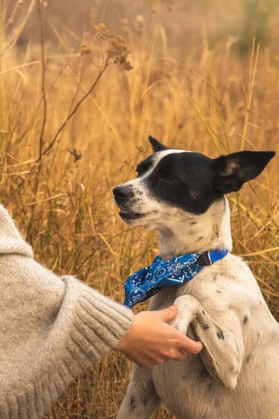 The dog is afraid of the human hand during training