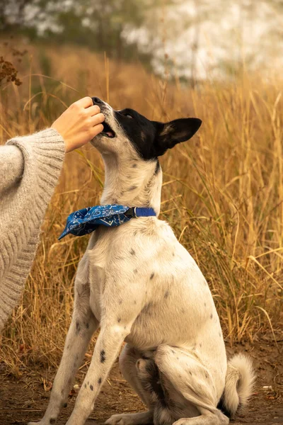 Der Hund Wird Beim Gassigehen Gefüttert Für Ein Erfolgreiches Team — Stockfoto