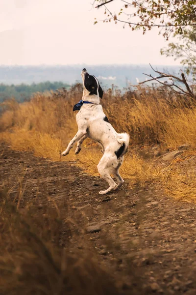 Springhund Foto Bewegung Tieranatomie Herbstlandschaft Und Atmosphäre Training — Stockfoto