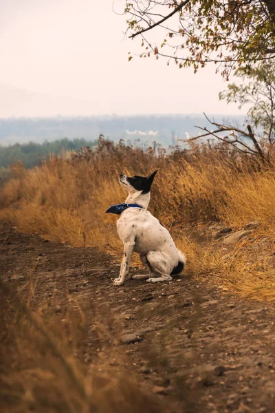 Ein Hund Bereitet Sich Auf Den Sprung Auf Den Herbstlichen — Stockfoto