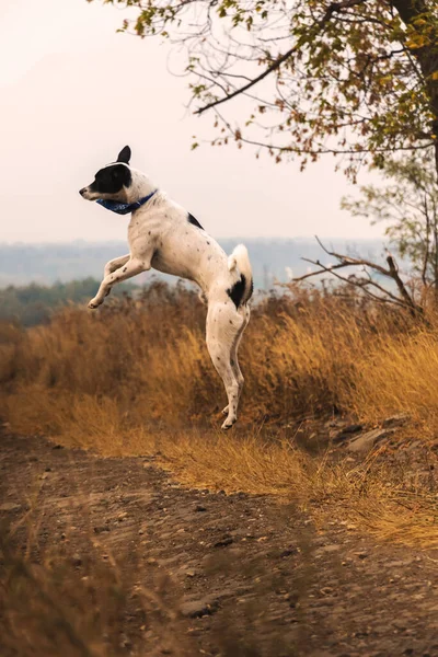 Springhund Foto Bewegung Tieranatomie Herbstlandschaft Und Atmosphäre Training — Stockfoto