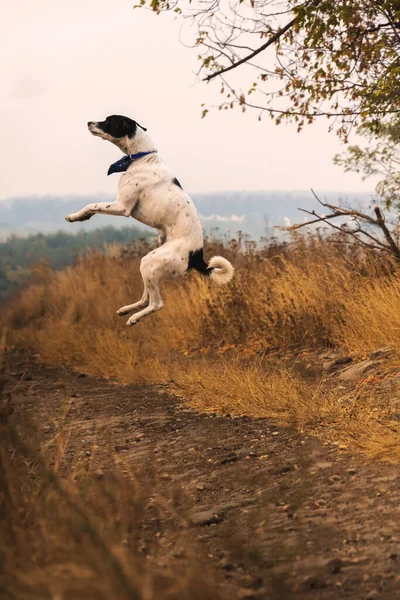 Hundespringen Auf Dem Feld Teamtraining Herbstwetter Und Schöne Landschaft — Stockfoto