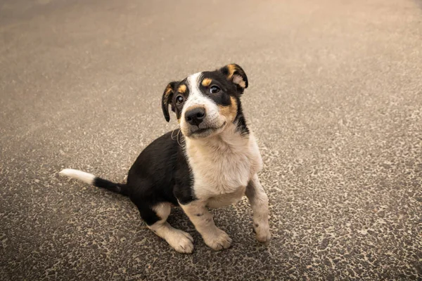 Street Dog Tle Jesiennych Liści — Zdjęcie stockowe