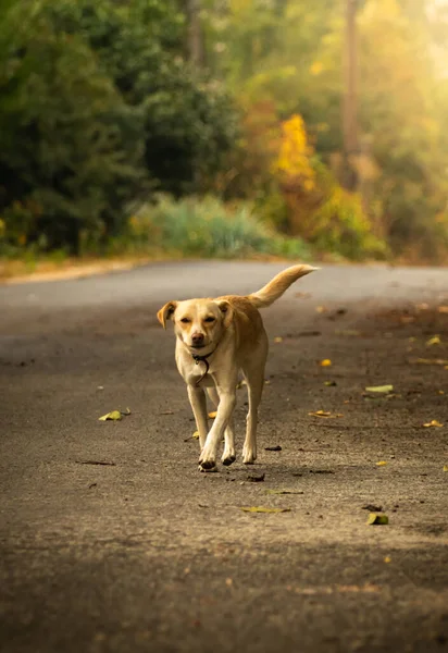 秋の紅葉を背景に野良犬 — ストック写真