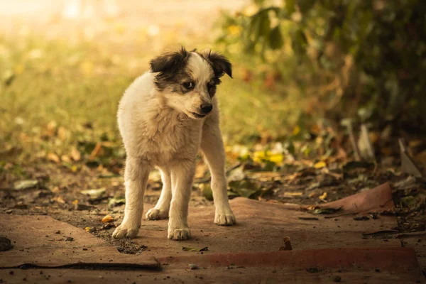 Street Dog Tle Jesiennych Liści — Zdjęcie stockowe