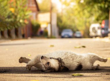 Sonbahar parkında sıcak battaniye içinde şirin bir teriyeci köpeği. Şehir caddesinde korkmuş evsiz bej köpek yavrusuna el ele sarılmak. Evlat edinme konsepti. Köpek barınağı.