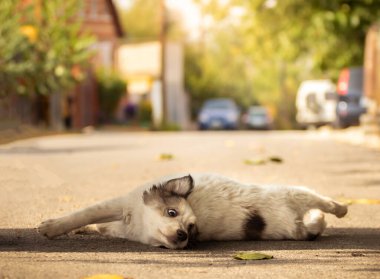Sonbahar parkında sıcak battaniye içinde şirin bir teriyeci köpeği. Şehir caddesinde korkmuş evsiz bej köpek yavrusuna el ele sarılmak. Evlat edinme konsepti. Köpek barınağı.