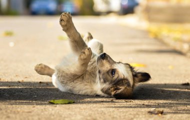 Sonbahar parkında sıcak battaniye içinde şirin bir teriyeci köpeği. Şehir caddesinde korkmuş evsiz bej köpek yavrusuna el ele sarılmak. Evlat edinme konsepti. Köpek barınağı.