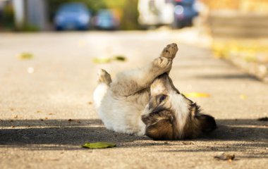 Sonbahar parkında sıcak battaniye içinde şirin bir teriyeci köpeği. Şehir caddesinde korkmuş evsiz bej köpek yavrusuna el ele sarılmak. Evlat edinme konsepti. Köpek barınağı.