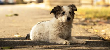Sonbahar parkında sıcak battaniye içinde şirin bir teriyeci köpeği. Şehir caddesinde korkmuş evsiz bej köpek yavrusuna el ele sarılmak. Evlat edinme konsepti. Köpek barınağı.