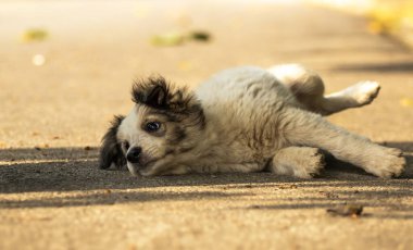 Sonbahar parkında sıcak battaniye içinde şirin bir teriyeci köpeği. Şehir caddesinde korkmuş evsiz bej köpek yavrusuna el ele sarılmak. Evlat edinme konsepti. Köpek barınağı.