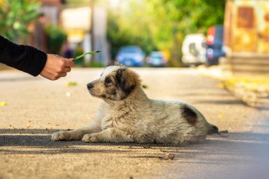 Sonbahar parkında sıcak battaniye içinde şirin bir teriyeci köpeği. Şehir caddesinde korkmuş evsiz bej köpek yavrusuna el ele sarılmak. Evlat edinme konsepti. Köpek barınağı.