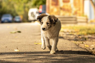 Sonbahar parkında sıcak battaniye içinde şirin bir teriyeci köpeği. Şehir caddesinde korkmuş evsiz bej köpek yavrusuna el ele sarılmak. Evlat edinme konsepti. Köpek barınağı.