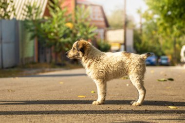 Sonbahar parkında sıcak battaniye içinde şirin bir teriyeci köpeği. Şehir caddesinde korkmuş evsiz bej köpek yavrusuna el ele sarılmak. Evlat edinme konsepti. Köpek barınağı.
