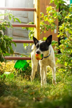 Jack Russell Terrier köpek yavrusu 11 haftadır çimlerde dünyayı keşfediyor.