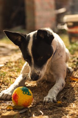 Jack Russell Terrier köpek yavrusu 11 haftadır çimlerde dünyayı keşfediyor.