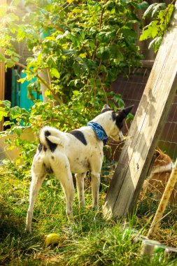 Jack Russell Terrier köpek yavrusu 11 haftadır çimlerde dünyayı keşfediyor.