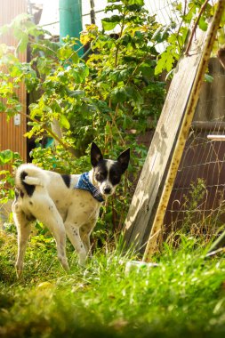 Jack Russell Terrier köpek yavrusu 11 haftadır çimlerde dünyayı keşfediyor.