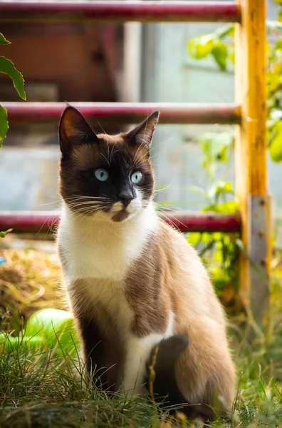 Повнометражний Сиамський Кіт Осінньому Задньому Дворі Фото — стокове фото
