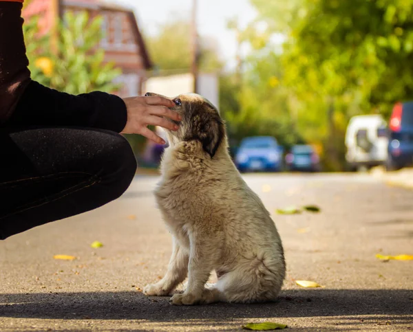 Carino Piccolo Cucciolo Terrier Personale Accogliente Coperta Calda Nel Parco — Foto Stock