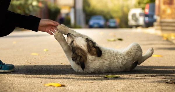 Cãozinho Terrier Pessoal Pequeno Bonito Cobertor Quente Acolhedor Parque Outono — Fotografia de Stock