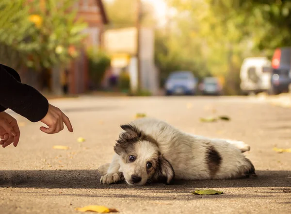Niedliche Kleine Personal Terrier Welpen Kuschelig Warmer Decke Herbst Park — Stockfoto