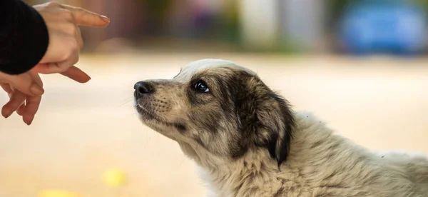 Lindo Perrito Terrier Poco Personal Acogedora Manta Caliente Parque Otoño —  Fotos de Stock