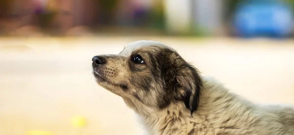 Cute Little Staff Szczeniak Terrier Przytulny Ciepły Koc Jesiennym Parku — Zdjęcie stockowe
