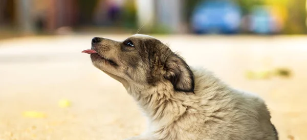 Cute Little Staff Szczeniak Terrier Przytulny Ciepły Koc Jesiennym Parku — Zdjęcie stockowe