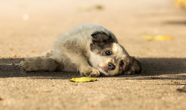 Cute Little Staff Terrier Puppy Cozy Warm Blanket Autumn Park — Stock Photo, Image