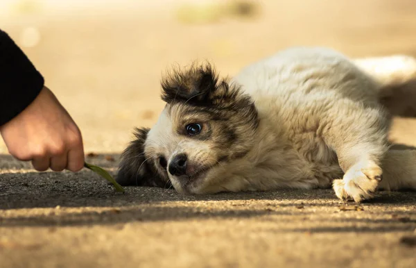 在秋天的公园里 可爱的小狗在舒适温暖的毛毯里 在城市街道上 手抱着一只害怕无家可归的米黄色小狗 收养概念 — 图库照片