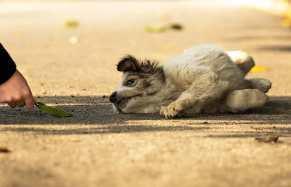 공원의 아늑하고 귀여운 테리어 강아지 손으로 거리의 겁먹은 집없는 강아지를 — 스톡 사진
