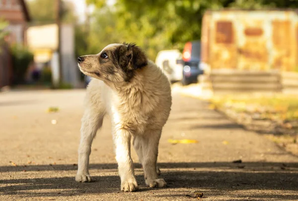 秋の公園で居心地の良い暖かい毛布のかわいいスタッフのテリア子犬 街の通りで恐怖のホームレスのベージュ子犬を抱きかかえて手 養子縁組の概念 犬小屋 — ストック写真