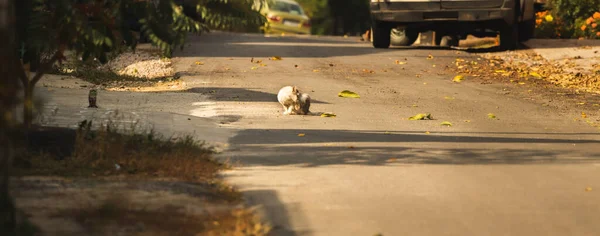 Chat Chat Dans Rue — Photo