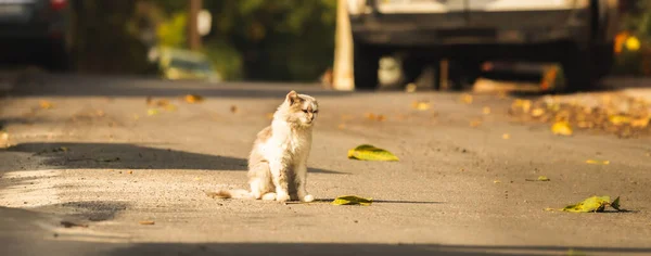 Gatto Gatto Strada — Foto Stock