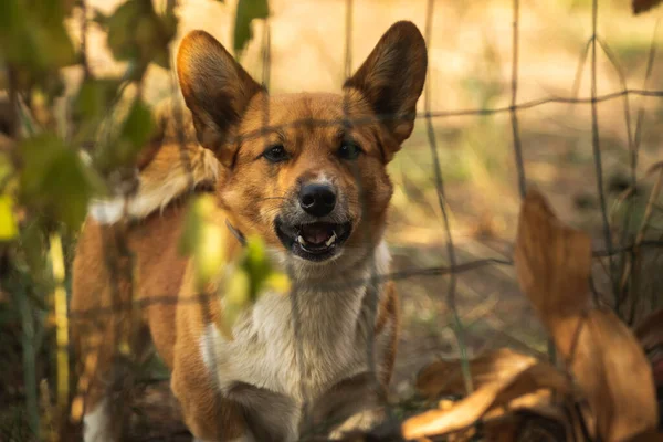 Perro Detrás Valla Mirando Retrato Patio Otra Persona Corgi Galés — Foto de Stock