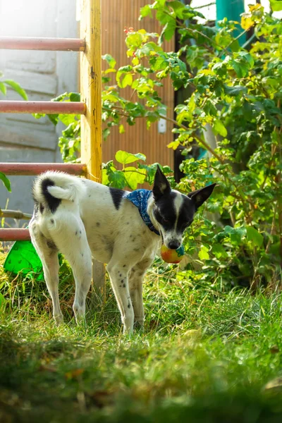 Jack Russell Terrier Cachorro Semanas Hierba Descubre Mundo — Foto de Stock