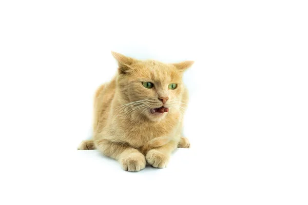 Томат Ізольований Білому Тлі Кіт Кицька Виражає Емоції — стокове фото