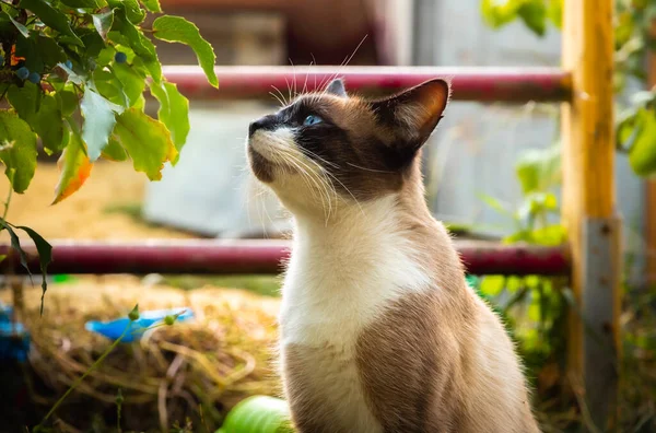 Sonbahar arka bahçesindeki fotoğrafta tam boy siyam kedisi.