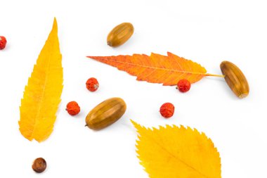 Beyaz arkaplanda meşe palamudu