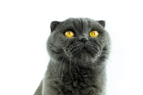 Scottish Fold Cat Половиной Месяцев Sitting Front White Background — стоковое фото